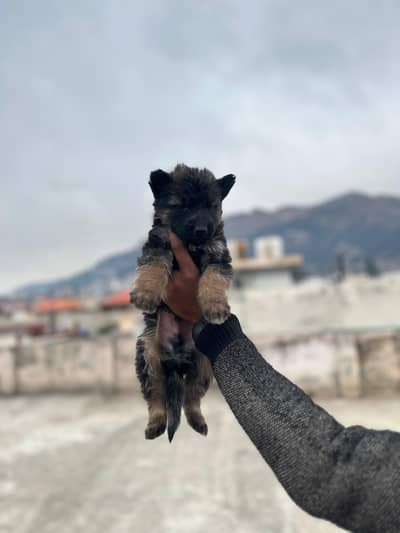 Gsd pup available for sale