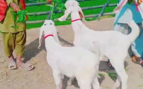 Desi Bakri Our 2 Bacchon Ka Sath Urgent For Sale/03274970754)