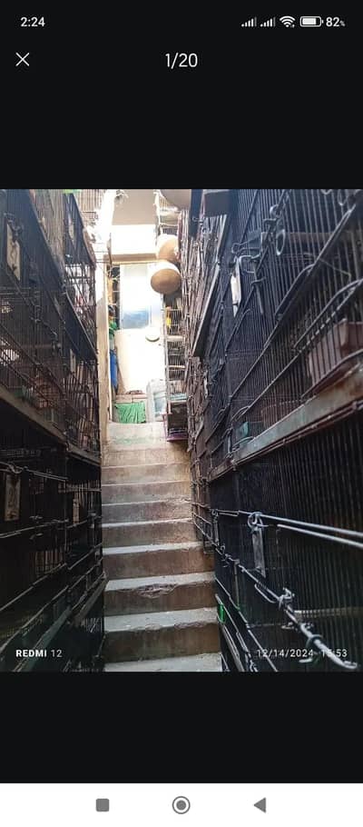 Love Birds Setup for Sale