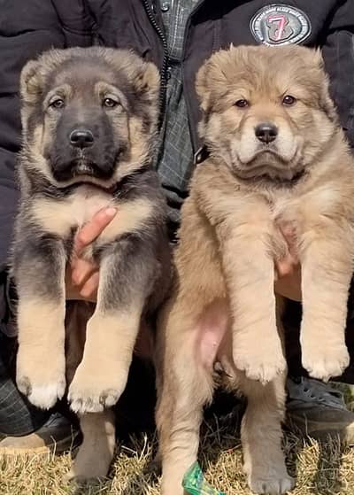 Kangal | kurdish kangal | Turkish kangal | puppies pair |kangal dog