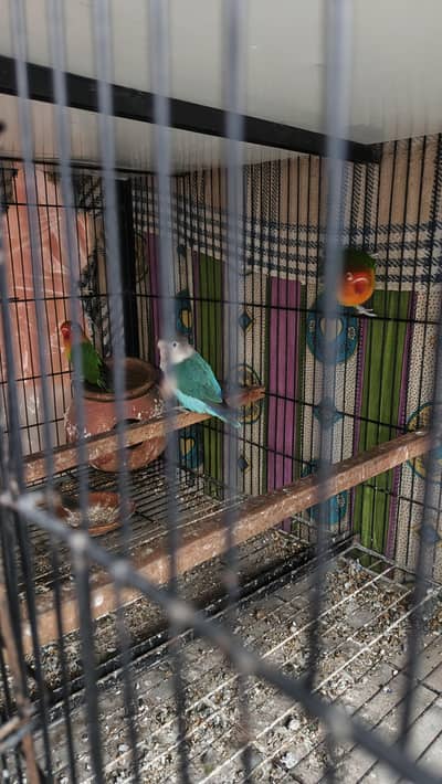 love birds paire hai urgent sell