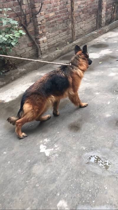 German Shephard female