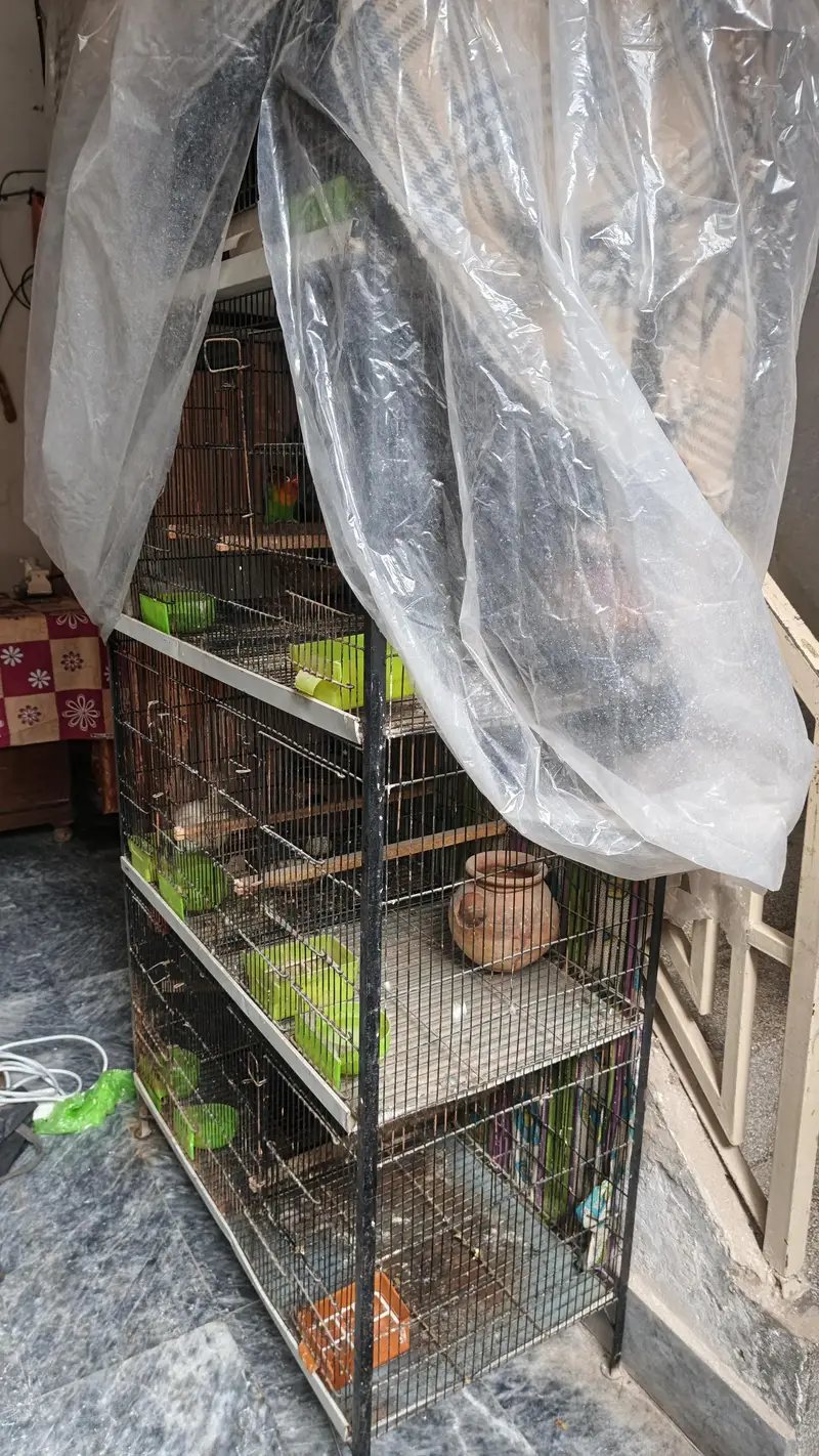 cages conditions 10/9 serious hi rabta kry — photo 2