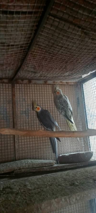 cocktail beeder pair with 1 chik patha