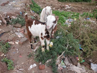 0-3-3-1-0-0-6-1-8-8-8 goat bakri bakra