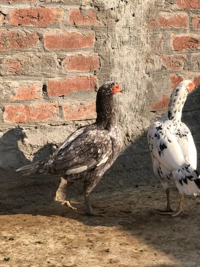 for sale dono murgi aseel dono ki price 7000