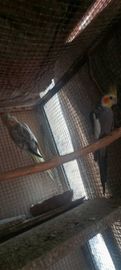 cocktail breeder pair with 1 patha chik