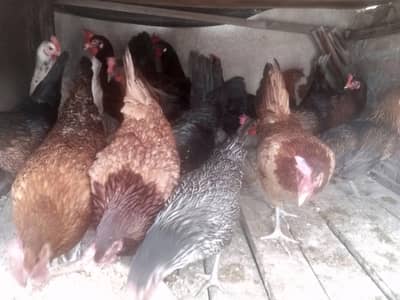 Desi golden misri hen egg ling granti 36