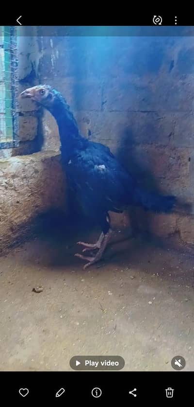 Aseel muska black chick home breed