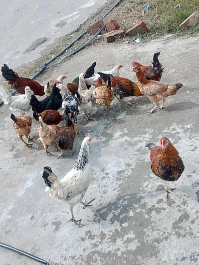 1300 per piece Desi pathian for sale