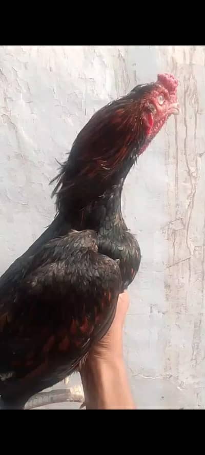 Black lakha Aseel murga & black murgi pair for sale Available