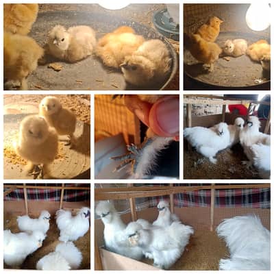 White Silkie/ Golden heavy Buff Chicks 0332-4153261