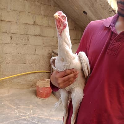 pure aseel qandhari breed pair  for sell urgent 03033363836
