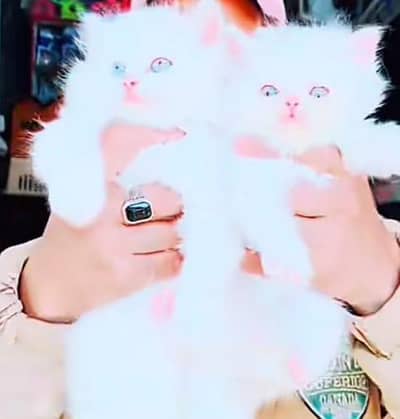Persian kitten for urgent sale my WhatsApp number 032869729ten