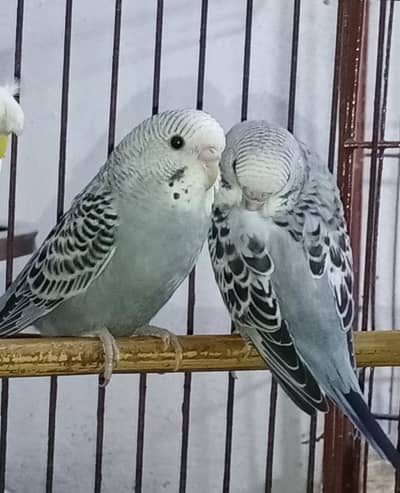 Australian love birds