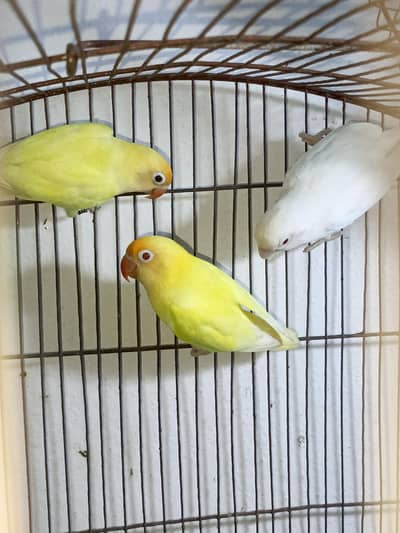 Australian love birds