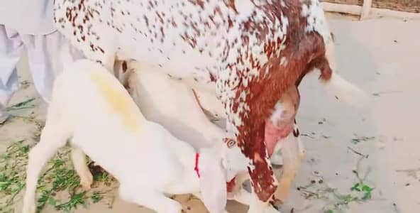 3 Bacchon Ka Sath Makkah Chini Bakri For Sale/ +03228068418