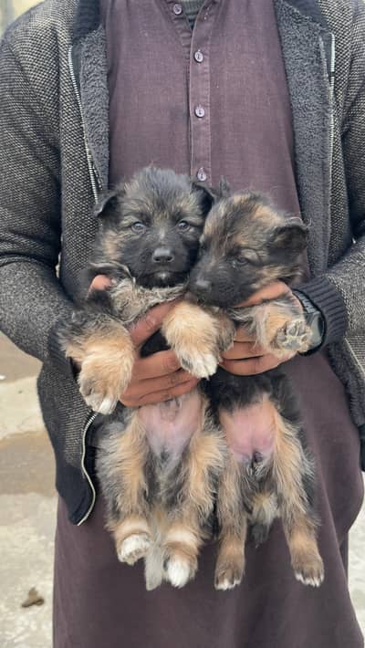German shepherd female's & male's