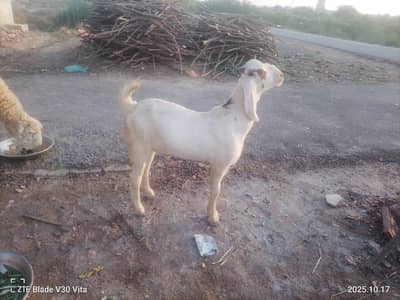 sale. . . . . . . . . . . . . . . . . . . . . . . . . . . . . . . .