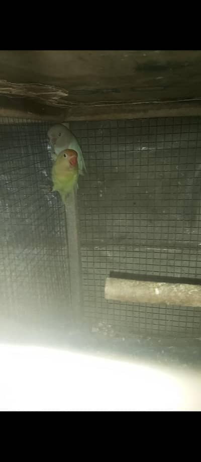 love bird for sale