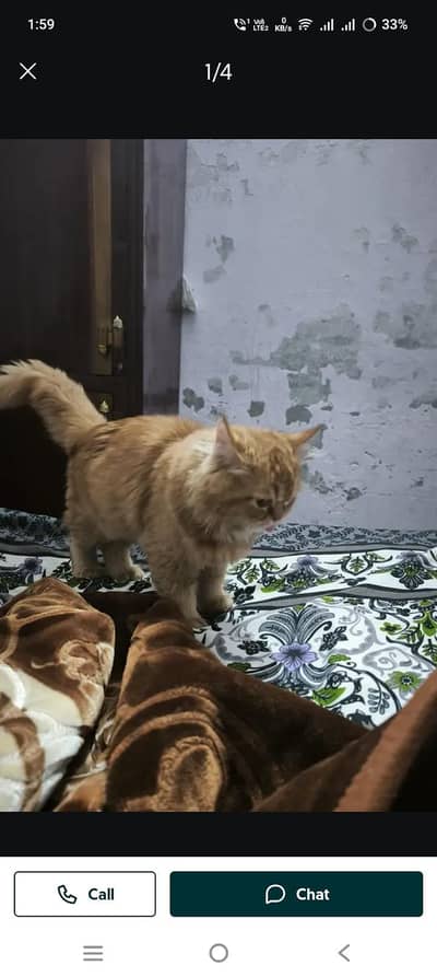 brown persion cat for sale