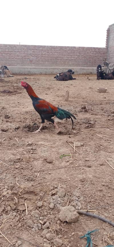 aseel patha for sale