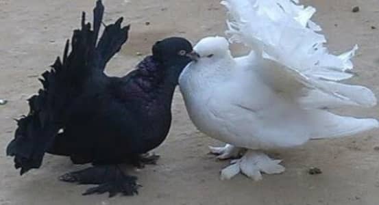 03244819961lucky kabootar  White