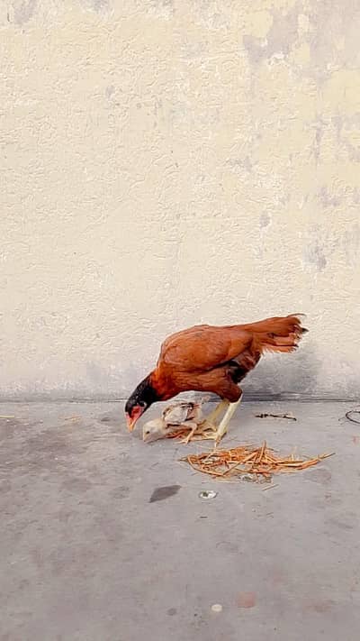 Hen and 1 months 1 chiiks