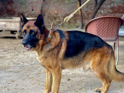 German shepherd