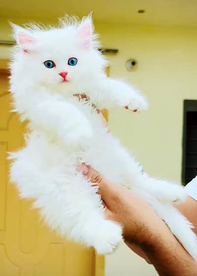 Persian cat for sale 5 face triple code vaccine mukammal 0326=6549136