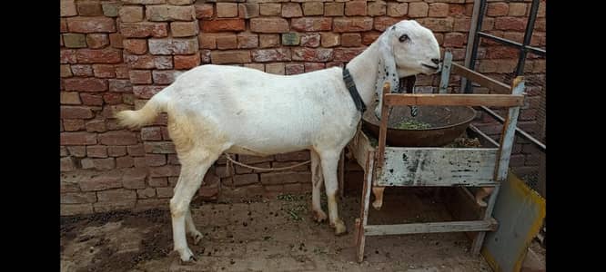 Bakri