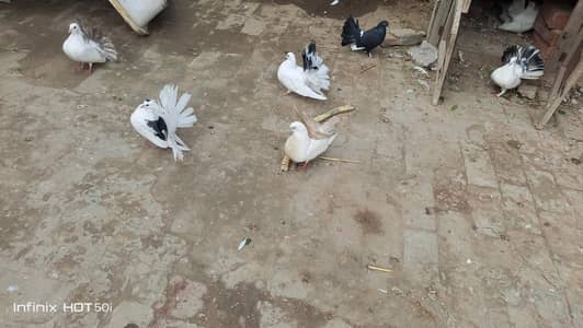 خوبصورت پیر