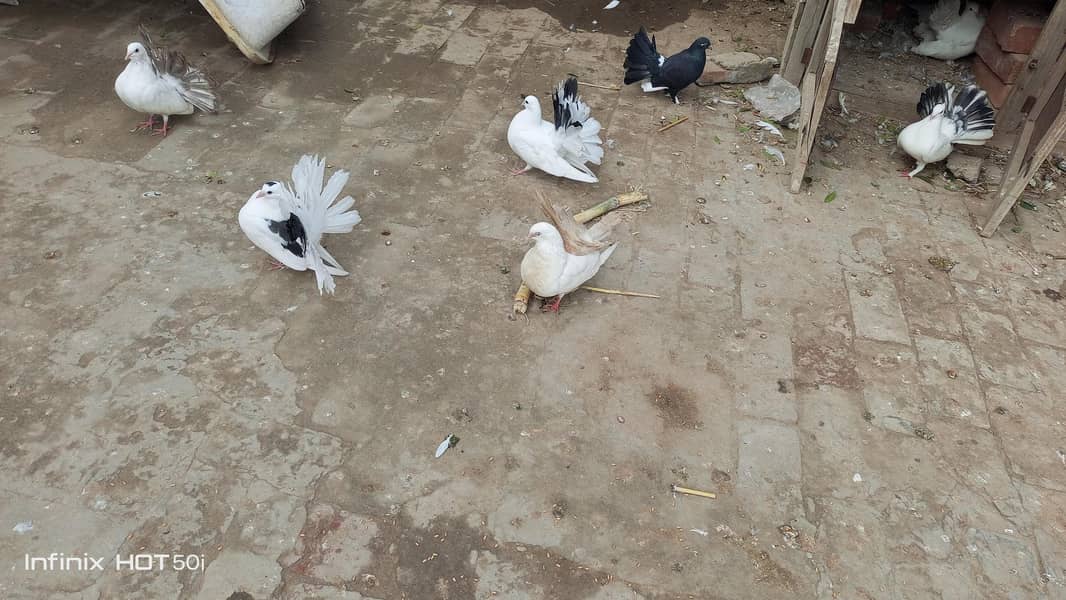 خوبصورت پیر 0