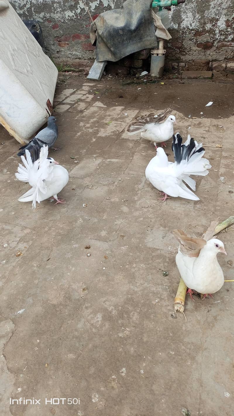 خوبصورت پیر 1