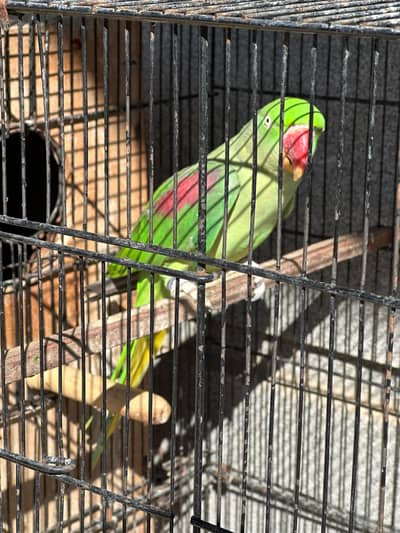 KASHMIRI RAW FEMALE 1.5 YEAR AGE