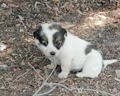 poodle male pup for sale