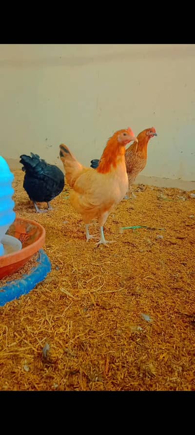 Golden Misri Egg Laying || Andy wali Murgi || Misri Chick || desi andy