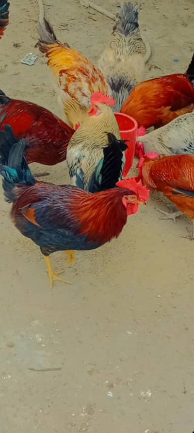 Misri Chick || Golden Misri Egg Laying || Andy wali Murgi || desi andy