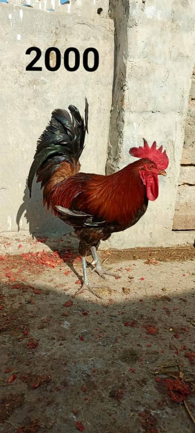 fet fat 2 murga or 1 murgi