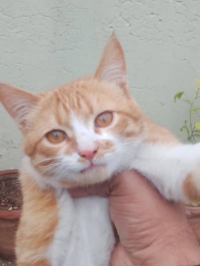 Persian cat kitten pair