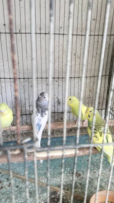 Budgies for sell