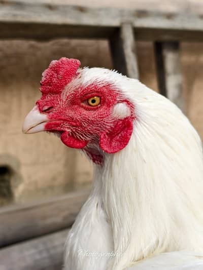 pure Heera pair breeder