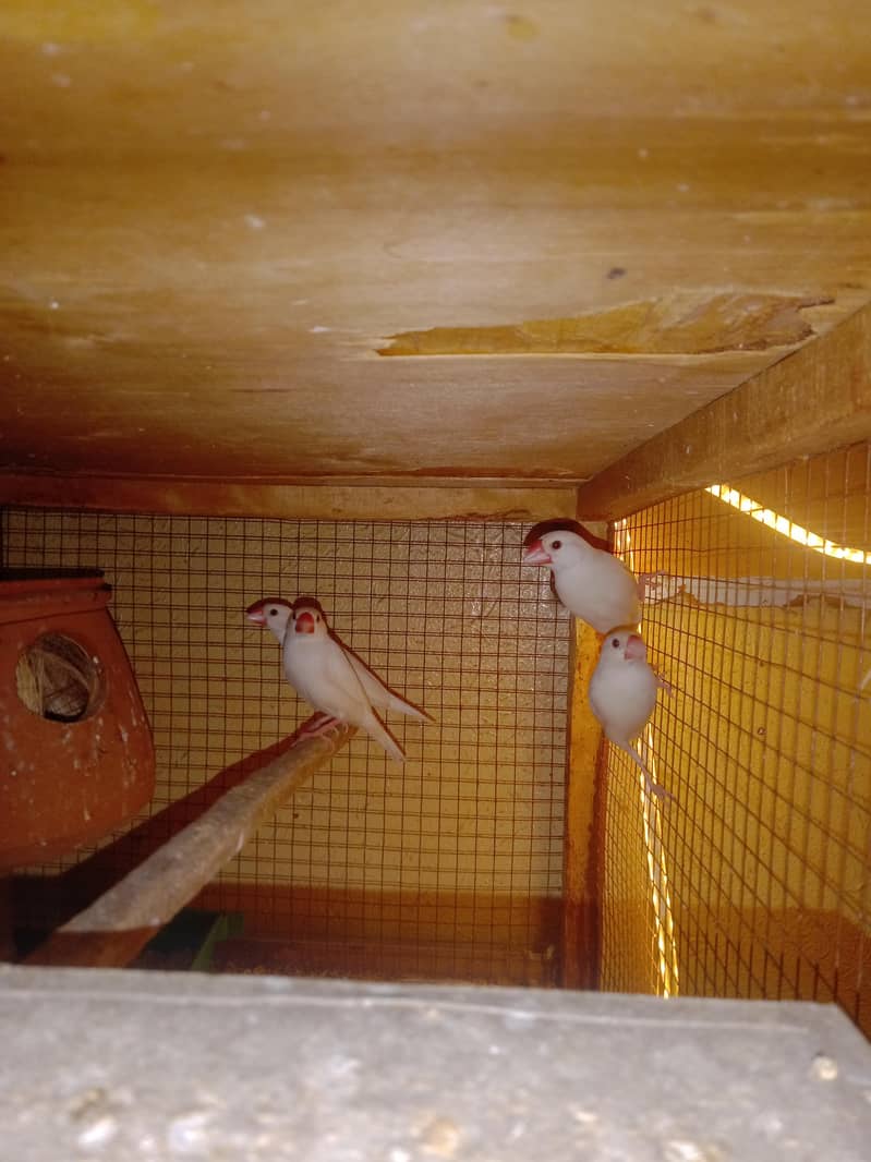 white java brreeder 1