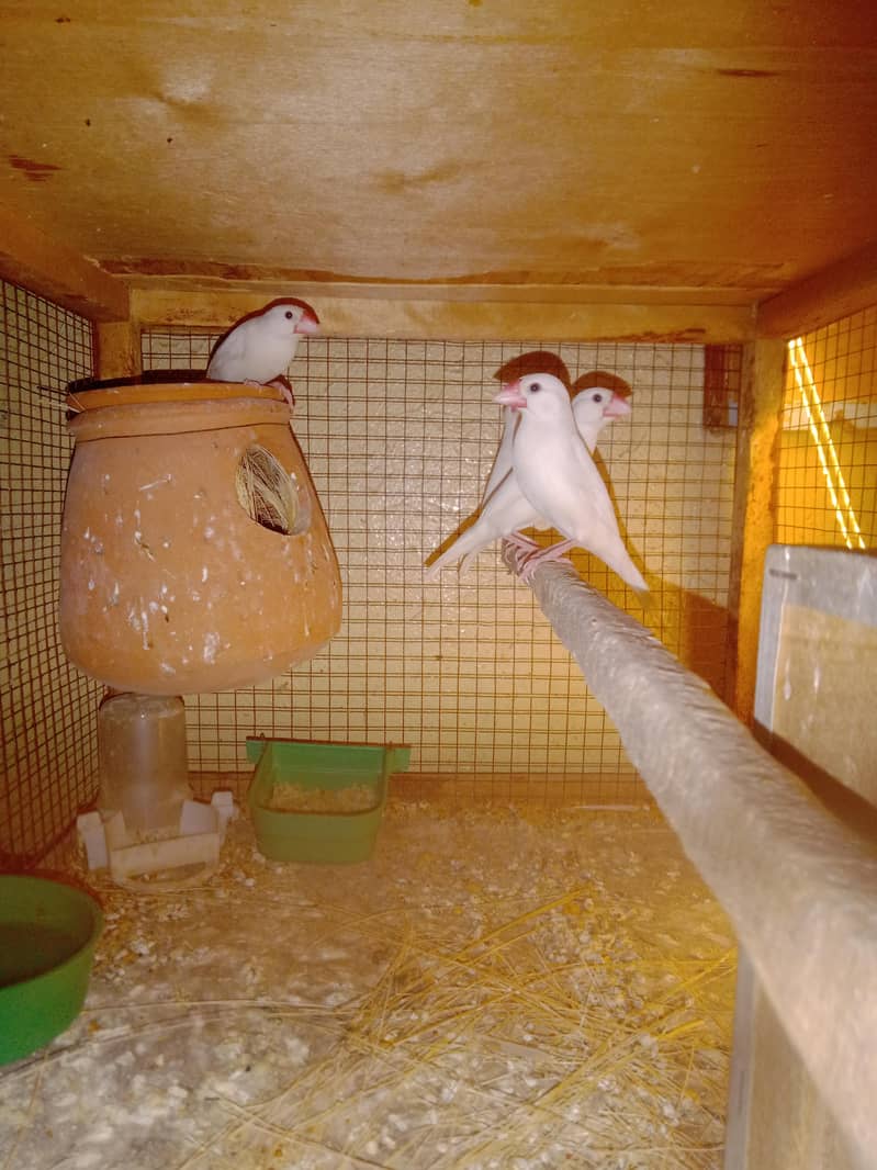 white java brreeder 2