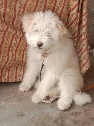 Maltes Poddel Female