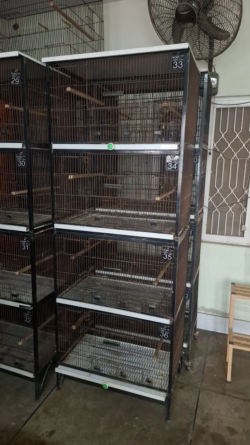 Cages Pinjra For Sale  For Canore, Love birds, Cocktail. — photo 2