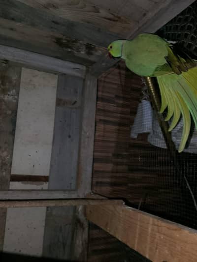 parrot for sale