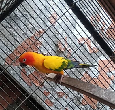 Sun Conur Male breader