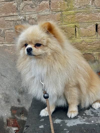 Pomeranian Male confirm stud import from Iran