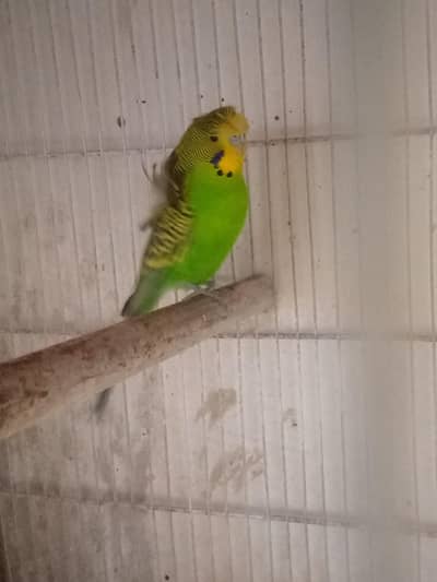 Hogoromo double flower.